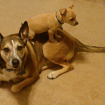 Jayme Sabo Pets