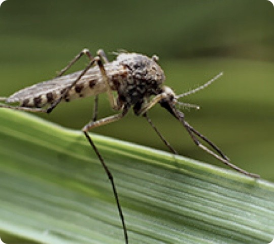 OUTDOOR PEST CONTROL